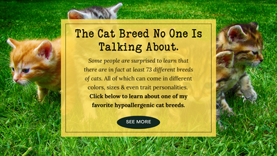 The Cat Breed No One Is Talking About & Why You Should Know Your Own Cat's Breed.